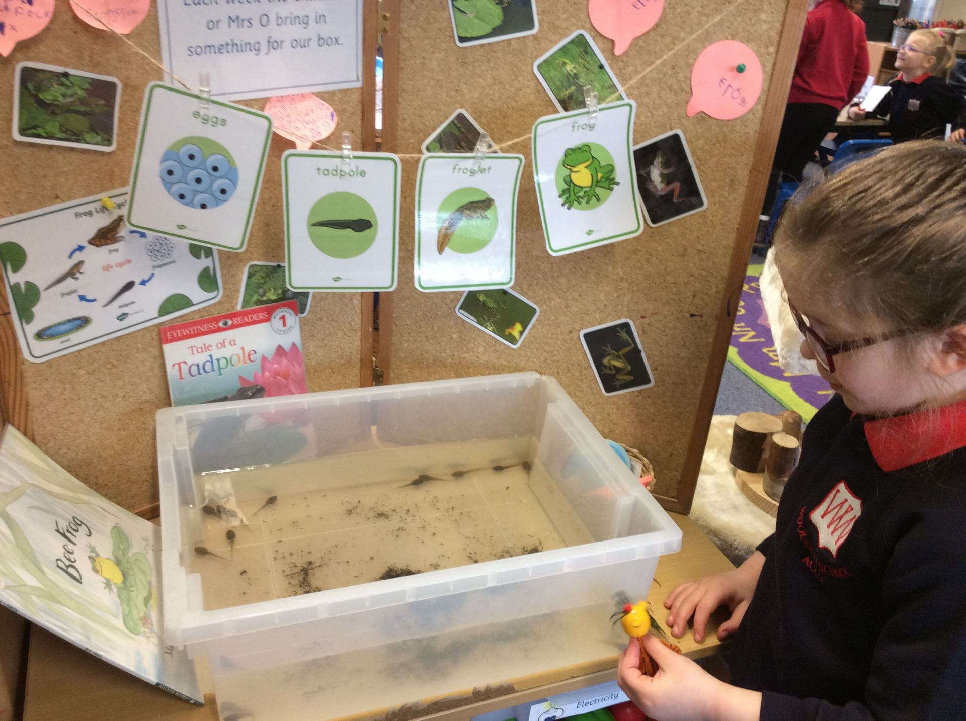 Life Cycle of a Frog – Village Schools Partnership Blog