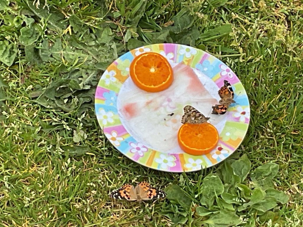 Releasing the butterflies – Village Schools Partnership Blog